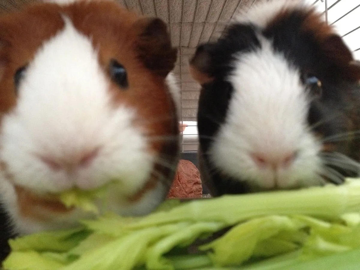 대일페 다꾸 모임 ! 같이 카꾸해요